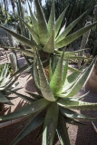 marrakeschbig10